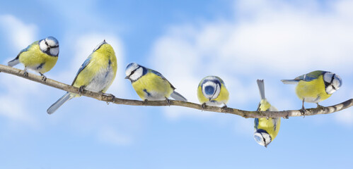 Little birds perching on the branch of tree on sky background. Blue tit. Parus caeruleus - 760815288