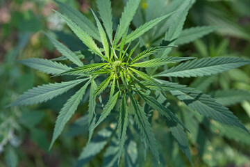 Cannabis ruderalis plant growing wild