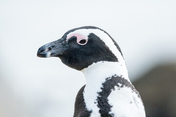 African penguin (Spheniscus demersus) close up side view or profile of face eye and beak of this...