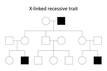 Pedigree. X-linked recessive trait.