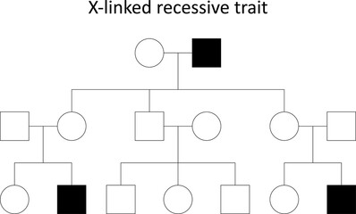 Pedigree. X-linked recessive trait.