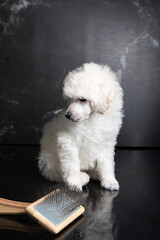 Welpe poodle