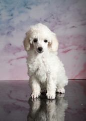 Welpe poodle