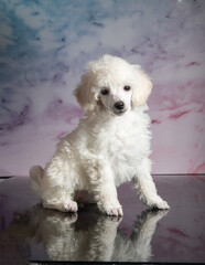 Welpe poodle