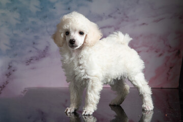 Welpe poodle