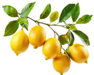 A branch full of fresh ripe lemons isolated on transparent background