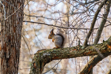 A squirrel is sitting on a tree branch in the forest