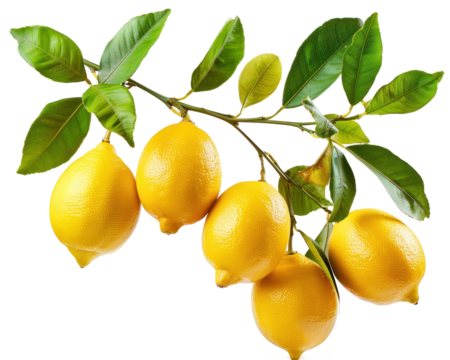 A branch full of fresh ripe lemons isolated on transparent background