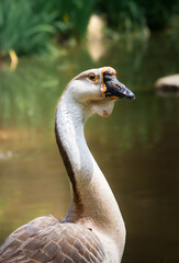 portrait of a goose