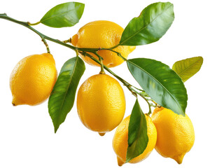 A branch full of fresh ripe lemons isolated on transparent background
