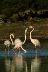 pink flamingo (Phoenicopterus ruber) fighting during courtship display, Stintino, Sardinia, Italy. (Greater) Flamingo. Italy