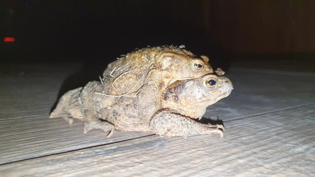 Common toad Bufo bufo coupling. Pair of huge czech frogs during mating season in deep night.	
