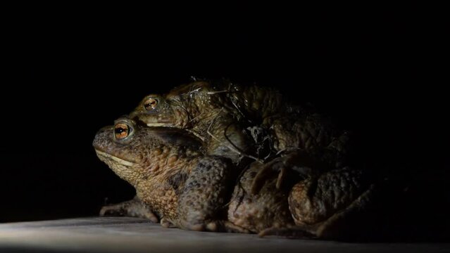 Common toad Bufo bufo coupling. Pair of huge czech frogs during mating season in deep night.
