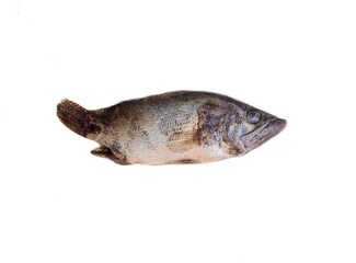 Tilapia (Oreochromis mossambica) are freshwater fish inhabiting shallow streams, ponds, rivers, and lakes. The popularity of Tilapia came about due to its low price, easy preparation and mild taste. 