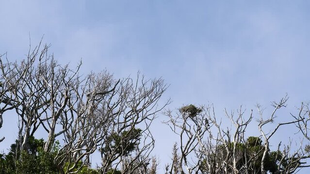 A dead tree swaying in the wind.