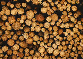 Background of cut logs close up,tree cutting background