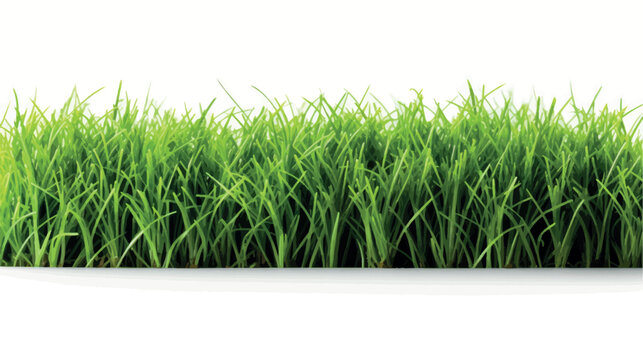 Isolated green grass on a white background vector. High Resolution image of fresh green grass isolated. Realistic green grass, greenery, lawn. Spring meadow. Glade with plants, natural landscape.