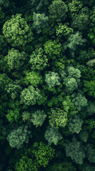 Vista aérea de un bosque denso