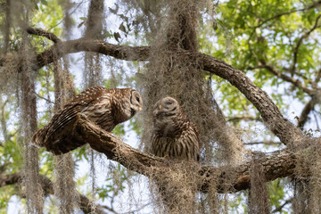BARRED OWL