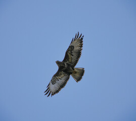 The common buzzard (Buteo buteo) in flight overhead