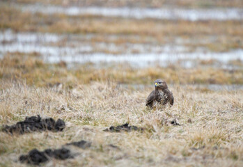 The common buzzard (Buteo buteo) sits next to a mole burrow.