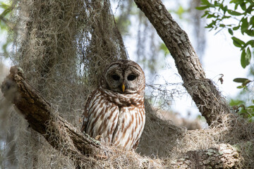 BARRED OWL