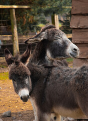 portrait of a donkey