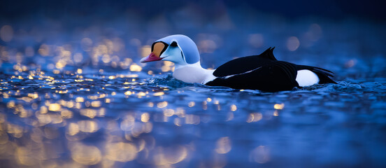 King Eider on the water against city lights
