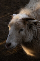 Fototapeta premium close up of a goat