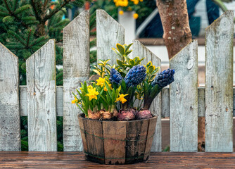 Flower pot with spring flowers. Home and garden Easter decoration