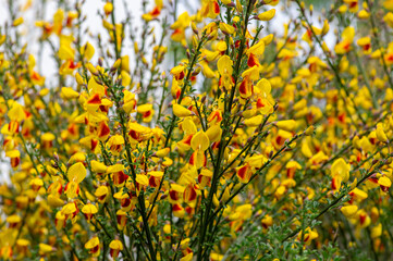 Cytisus scoparius lena ornamental flowers in bloom, yellow red orange bright color flowering plant