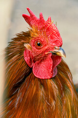 rooster in the farm