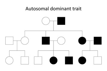 Pedigree. Autosomal dominant trait.