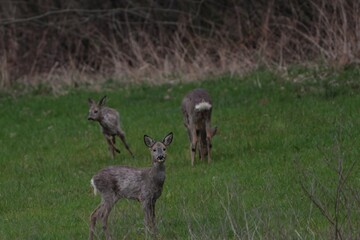 Naklejka na ściany i meble group of deers on a meadow