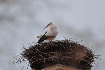 stork standing in its nest