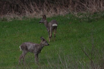 roebuck and a fawn on a meadow