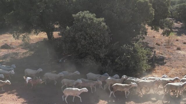 REBA&Ntilde;O DE OVEJAS CORRIENDO