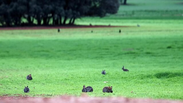 LIEBRES SOBRE SIEMBRA 