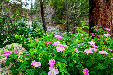 Wild Pink Roses in Forest Along Poudre River in the Colorado Rocky Mountains