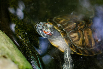 turtle in the water. amphibian in the lake. pets in the arboretum