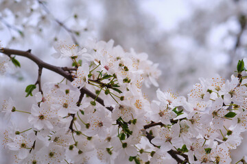 White flowers of cherry plum tree. Fragrant symbol of spring