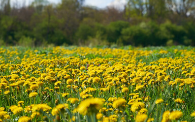 Field with blooming yellow dandelions. May landscape on a sunny day