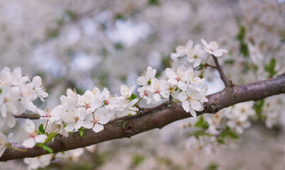 White flowers of cherry plum tree. Fragrant symbol of spring