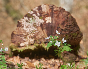 White forest anemone flower against the background of an old log. Spring in the forest, awakening of life