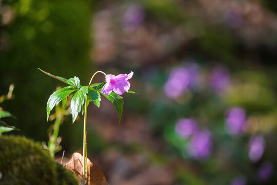 Blooming Dentaria glandulosa closeup in spring forest