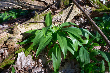 wild garlic in the forest