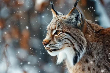 Fotobehang lynx on winter forest blurred background with snowfall © Маргарита Вайс