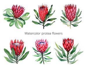 watercolor isolated illustration of protea flowers on white background