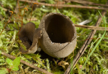 Helvella leucomelaena or Pucheruelo, is a small toxic fungus, but it is edible cooked. Sardinia, Italy