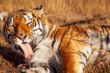 Tiger Grooming While Resting